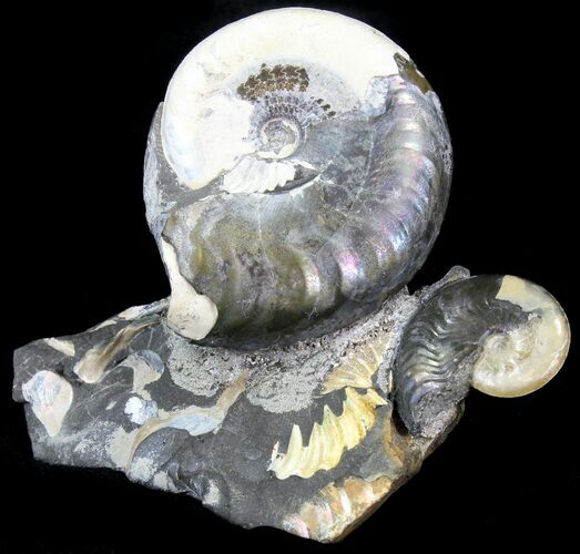 Iridescent Aconeceras Ammonite Cluster - Russia #29812